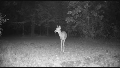 4K Hunting Trail Camera with 4G Live View - Solar Powered, 0.2s Trigger & Auto Night Vision